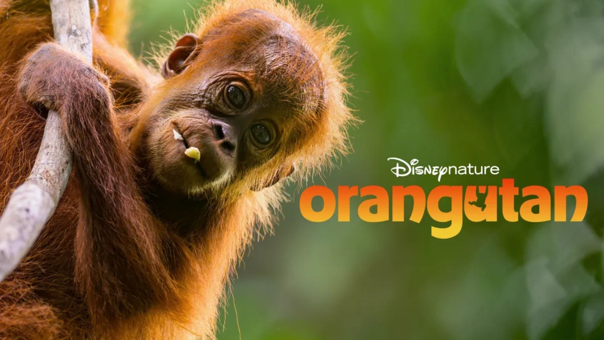 ⁣Orangutan | Tonton atau download film - film pilihan